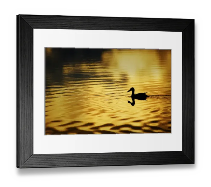 Framed Print : USA, Alaska, Silhouetted duck, Wonder Lake; yellow-gold color Framed Print : USA, Alaska, Silhouetted duck, Wonder Lake; yellow-gold color
