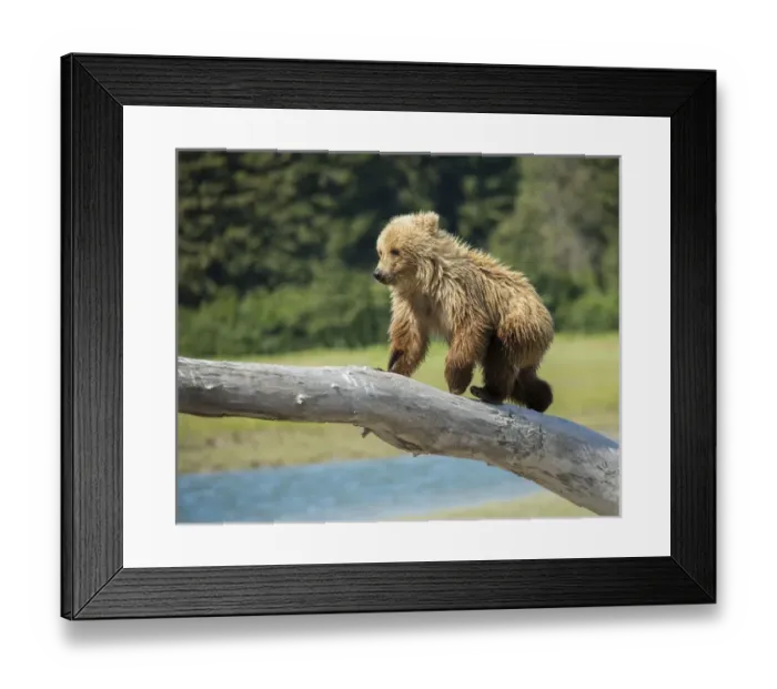Framed Print : USA, Alaska, Grizzly Bear Cub Framed Print : USA, Alaska, Grizzly Bear Cub
