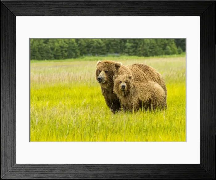 Framed Print : USA, Alaska, Grizzly Bear with Cub Framed Print : USA, Alaska, Grizzly Bear with Cub