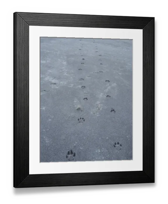 Framed Print : Wolf(Canis lupus)tracks, glacier bay national park, Alaska Framed Print : Wolf(Canis lupus)tracks, glacier bay national park, Alaska