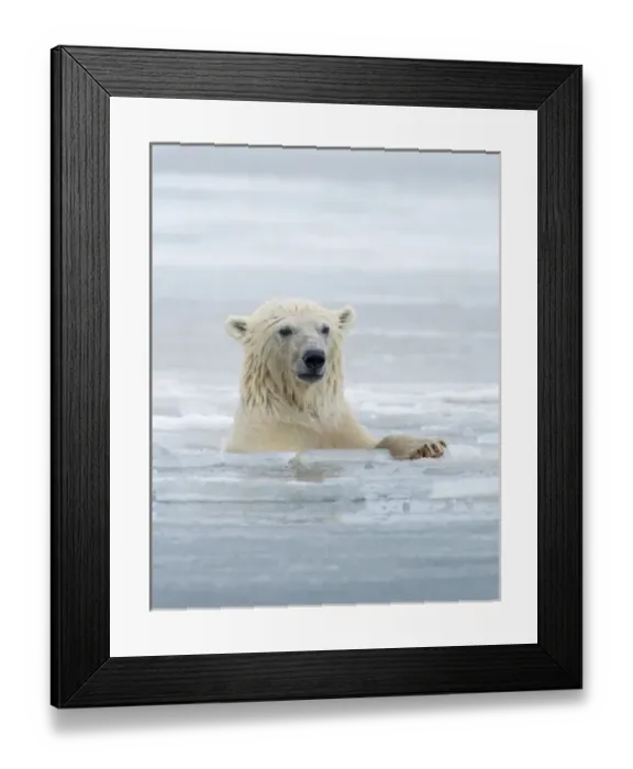 Framed Print : Polar Bears near Kaktovic, Alaska