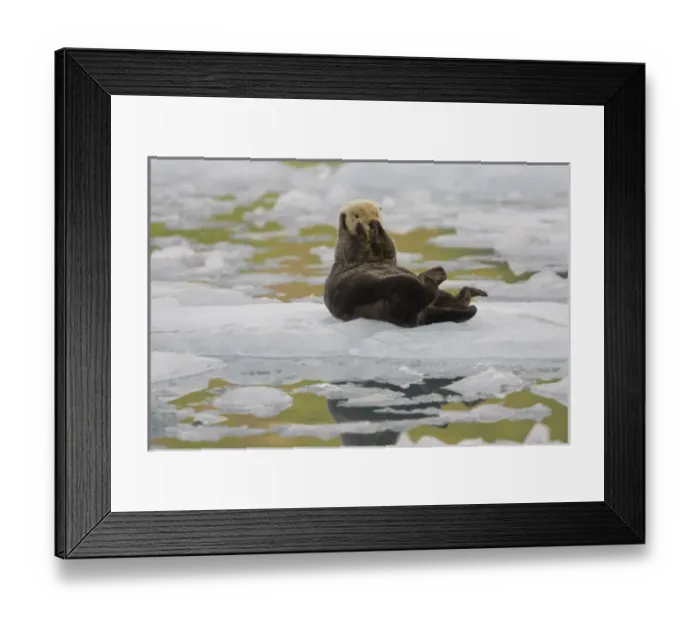 Framed Print : A sea otter rests on a small iceberg near the tidewater face of the Holgate Glacier Framed Print : A sea otter rests on a small iceberg near the tidewater face of the Holgate Glacier