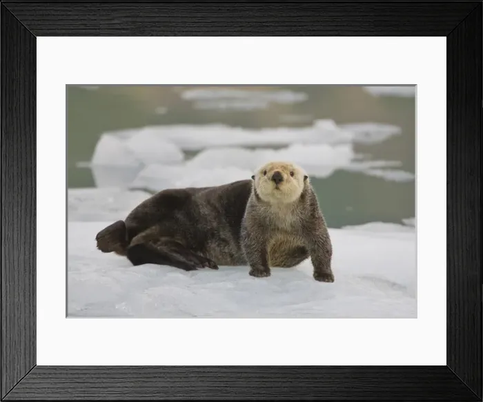 Framed Print : A sea otter rests on a small iceberg near the tidewater face of the Holgate Glacier Framed Print : A sea otter rests on a small iceberg near the tidewater face of the Holgate Glacier