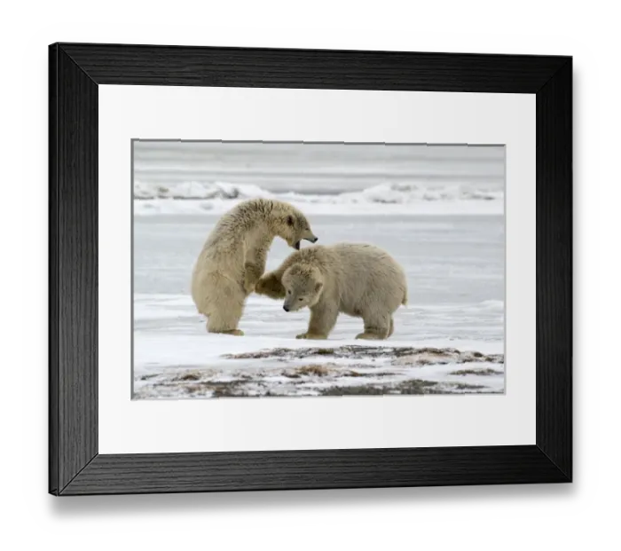 Framed Print : Polar Bears near Kaktovic, Alaska Framed Print : Polar Bears near Kaktovic, Alaska