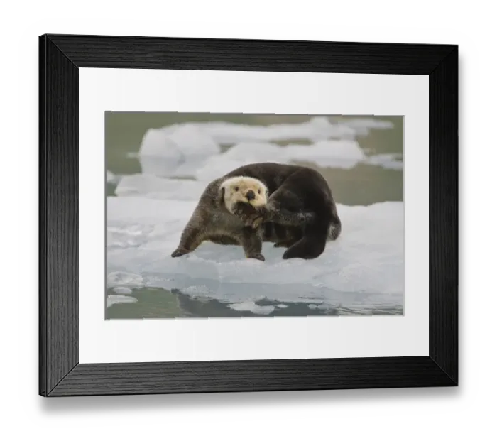 Framed Print : A sea otter rests on a small iceberg and chews on his hind foot near the tidewater Framed Print : A sea otter rests on a small iceberg and chews on his hind foot near the tidewater