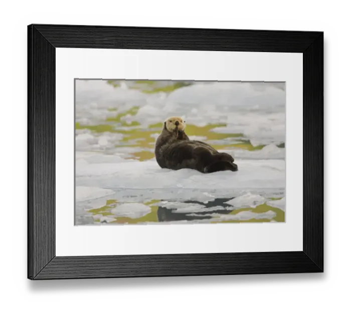 Framed Print : A sea otter rests on a small iceberg near the tidewater face of the Holgate Glacier Framed Print : A sea otter rests on a small iceberg near the tidewater face of the Holgate Glacier