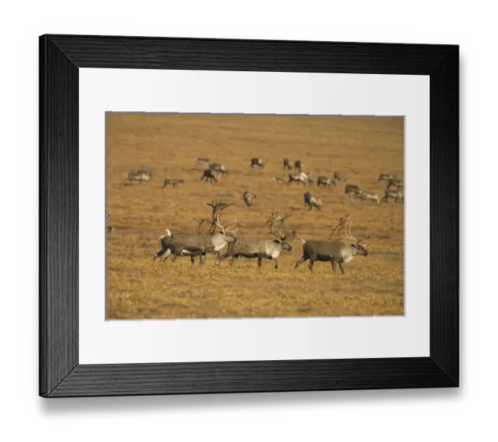 Framed Print : Large bull caribou in the process of shedding their antler velvet and preparing for Framed Print : Large bull caribou in the process of shedding their antler velvet and preparing for