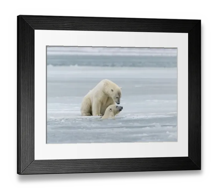 Framed Print : Polar Bears near Kaktovic, Alaska