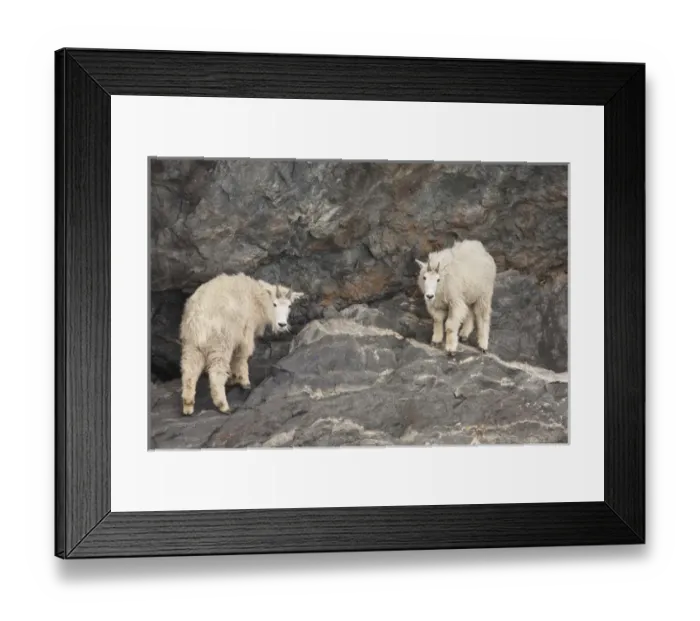 Framed Print : A pair of rocky mountain goats come down to the high tide line of Prince William Framed Print : A pair of rocky mountain goats come down to the high tide line of Prince William