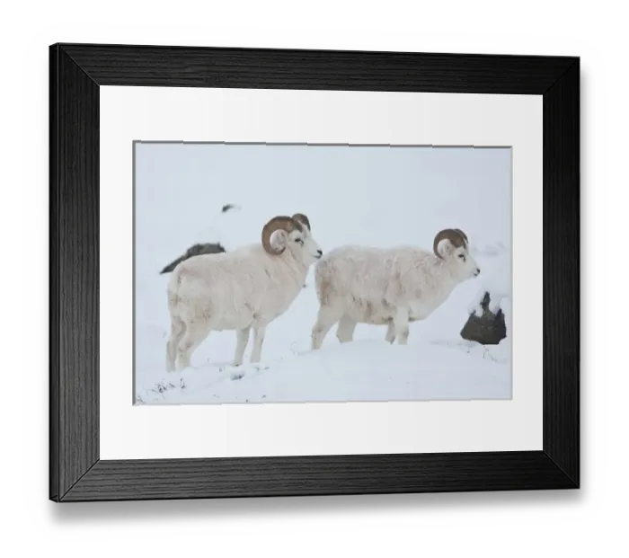 Framed Print : A pair of dall sheep rams look up from grazing on frozen grasses and sedges under Framed Print : A pair of dall sheep rams look up from grazing on frozen grasses and sedges under