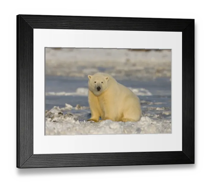 Framed Print : A polar bear sits on the frozen surface of the Beaufort Sea while hunting for prey
