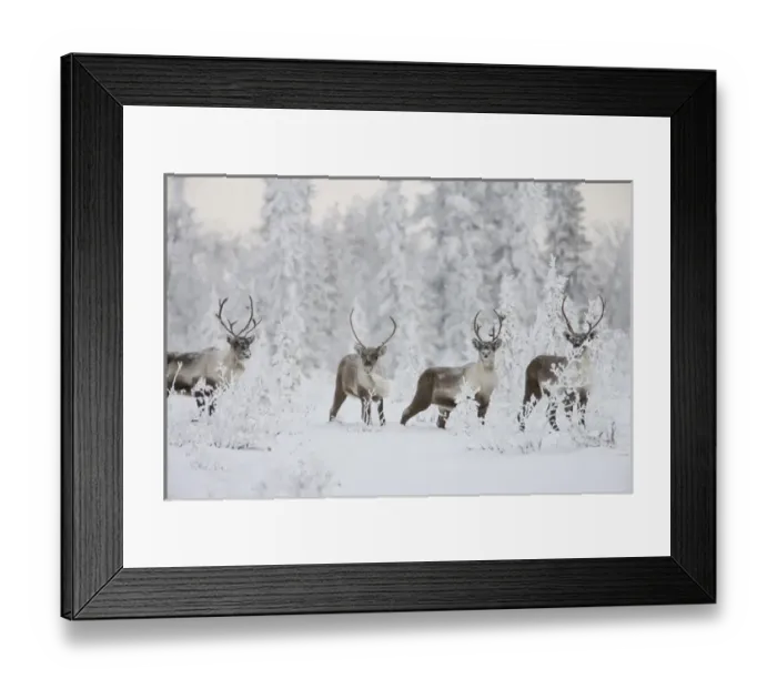 Framed Print : A small group of caribou migrates along the edge of the boreal forest near Finger Framed Print : A small group of caribou migrates along the edge of the boreal forest near Finger