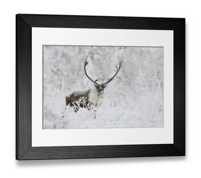 Framed Print : A small group of caribou migrates along the edge of the boreal forest near Finger Framed Print : A small group of caribou migrates along the edge of the boreal forest near Finger