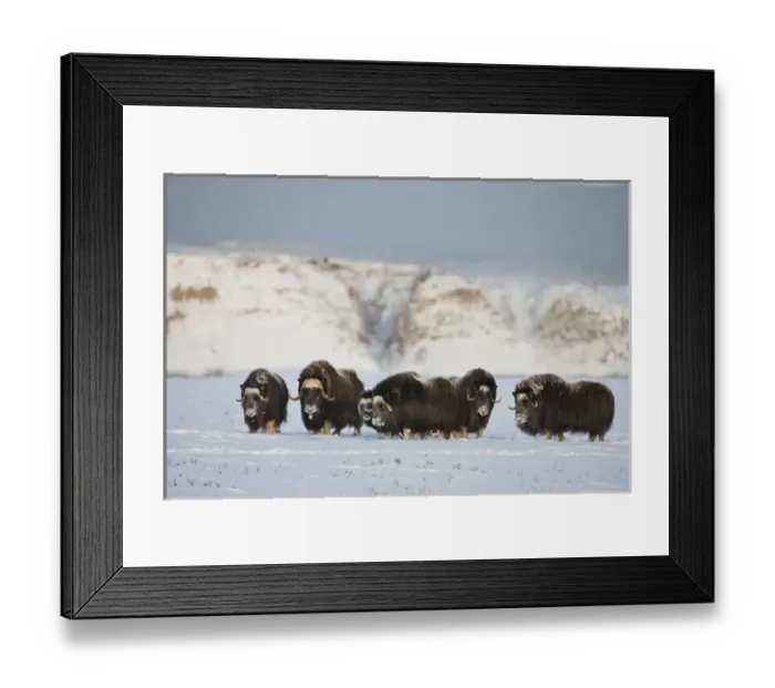 Framed Print : USA, Alaska, Arctic National Wildlife Refuge. Roaming herd of muskoxen Framed Print : USA, Alaska, Arctic National Wildlife Refuge. Roaming herd of muskoxen