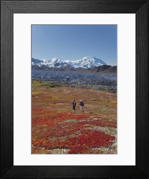 Framed Print : A couple hikes on a colorful carpet of autumn tundra next to the Muldrow Glacier