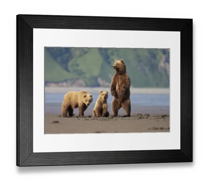 Framed Print : A brown bear mother and cubs walks across mudflats in Kaguyak Bay, Katmai Coast, Alaska Framed Print : A brown bear mother and cubs walks across mudflats in Kaguyak Bay, Katmai Coast, Alaska