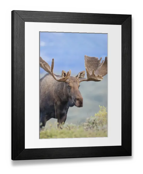 Framed Print : A large bull moose stands among willows on the tundra north of the Alaska Range Framed Print : A large bull moose stands among willows on the tundra north of the Alaska Range