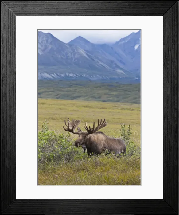 Framed Print : A large bull moose stands among willows on the tundra north of the Alaska Range