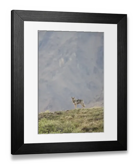 Framed Print : A wolf from the Grant Creek Pack, stares down from a ridgetop in Denali National Park Framed Print : A wolf from the Grant Creek Pack, stares down from a ridgetop in Denali National Park