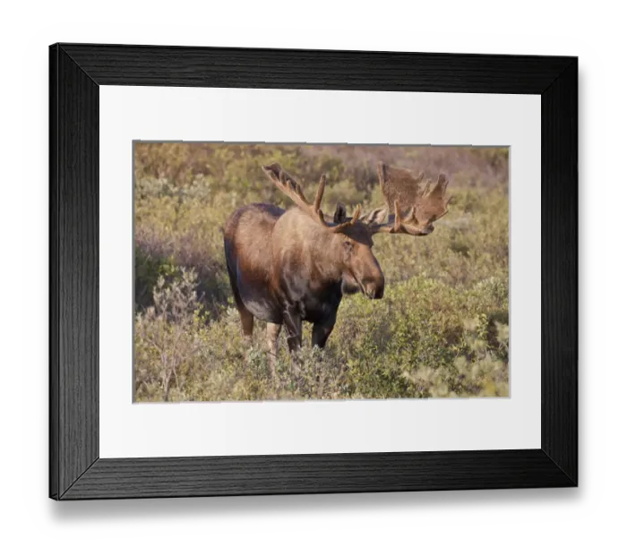 Framed Print : A large bull moose stands among willows on the tundra north of the Alaska Range Framed Print : A large bull moose stands among willows on the tundra north of the Alaska Range