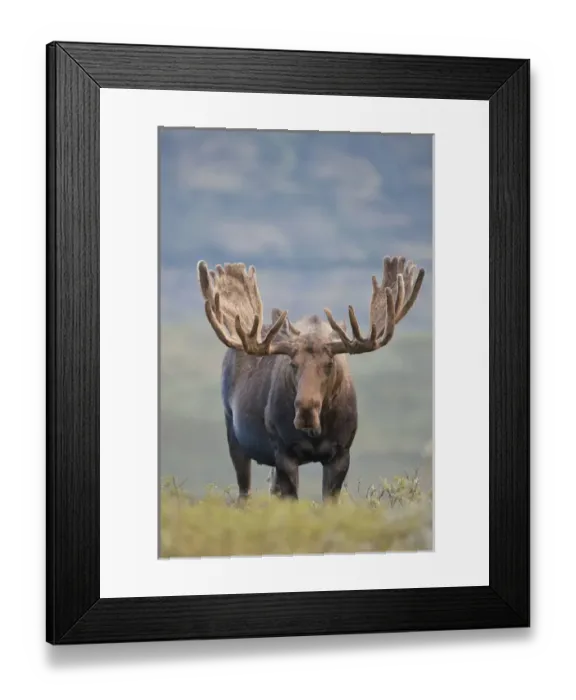 Framed Print : A large bull moose stands among willows on the tundra north of the Alaska Range Framed Print : A large bull moose stands among willows on the tundra north of the Alaska Range