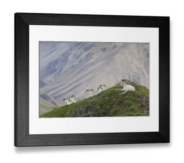 Framed Print : A group of dall sheep rams rest on Marmot Rock in Polychrome Pass along the Denali Park Road Framed Print : A group of dall sheep rams rest on Marmot Rock in Polychrome Pass along the Denali Park Road