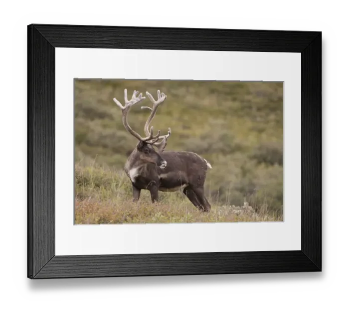 Framed Print : A bull caribou stands on the alpine tundra near the Denali Park road in the Alaska Range Framed Print : A bull caribou stands on the alpine tundra near the Denali Park road in the Alaska Range