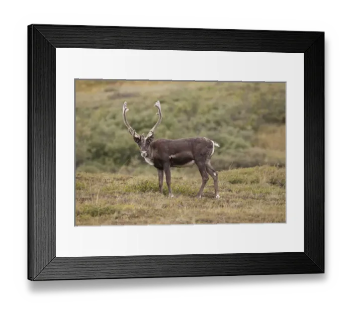 Framed Print : A caribou stands on the alpine tundra near the Denali Park road in the Alaska Range