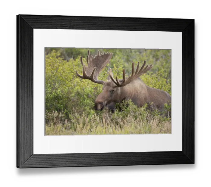 Framed Print : A large bull moose browses on willows on the tundra north of the Alaska Range in