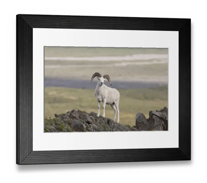 Framed Print : A dall sheep ram poses on Marmot Rock in Polychrome Pass along the Denali Park Road