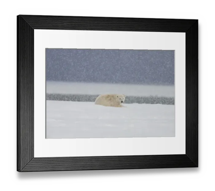 Framed Print : A yearling polar bear cub lays in the snow during a snowstorm on, the Beaufort Sea coastline