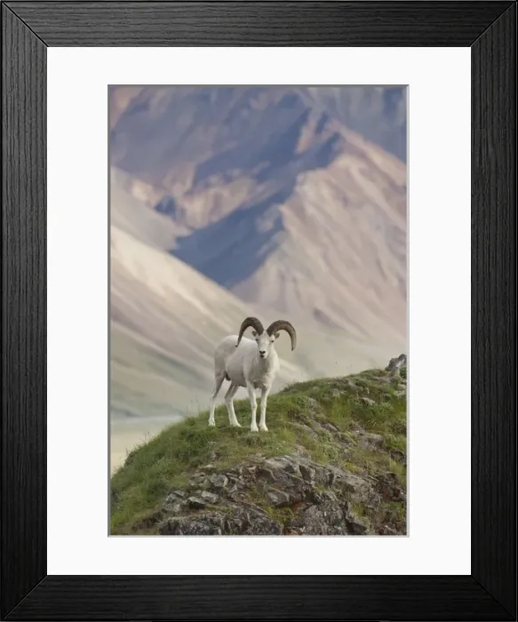 Framed Print : A dall sheep ram stands on Marmot Rock, in front of multicolored mountains in Polychrome Pass Framed Print : A dall sheep ram stands on Marmot Rock, in front of multicolored mountains in Polychrome Pass