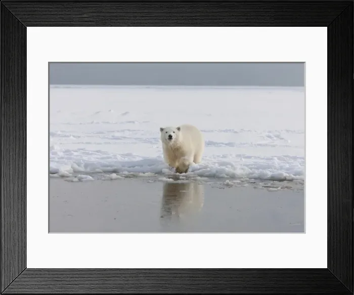 Framed Print : A curious young polar bear plays in the snow on the edge of the Beaufort Sea Ice Framed Print : A curious young polar bear plays in the snow on the edge of the Beaufort Sea Ice