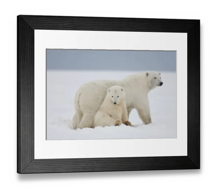 Framed Print : A female polar bear and her two cubs sit together on the ice, on the Beaufort Sea coastline in ANWR