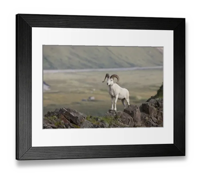 Framed Print : A dall sheep ram stands on Marmot Rock in Polychrome Pass along the Denali Park Road Framed Print : A dall sheep ram stands on Marmot Rock in Polychrome Pass along the Denali Park Road