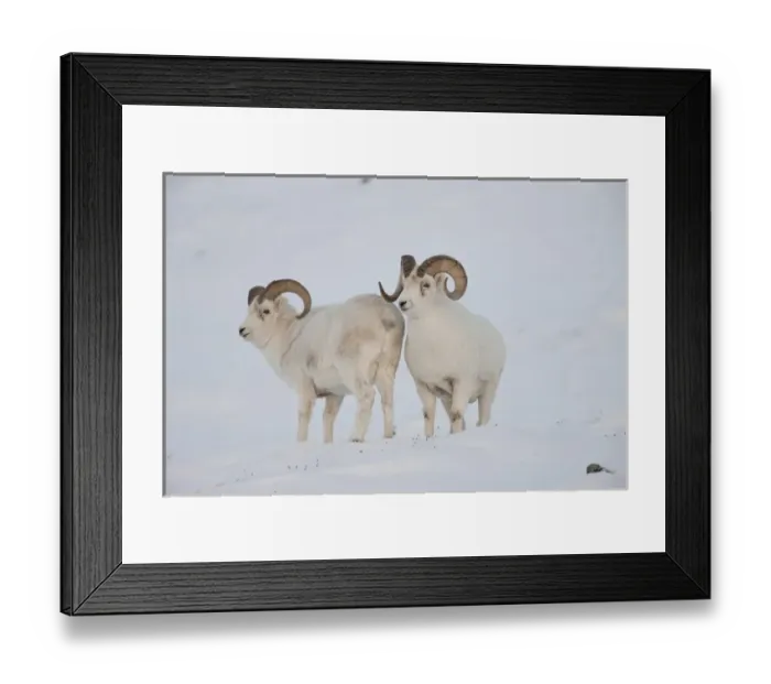 Framed Print : A pair of dall sheep rams survey each other during the fall mating season or rut