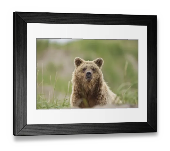 Framed Print : A brown bear walks through dune grass along Maggie beach, near Cape Peirce in Togiak