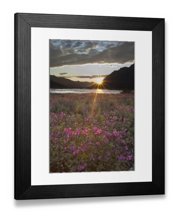 Framed Print : Dwarf fireweed is lit by sunset light at 2: 00 AM on a gravel bar in the Marsh Fork