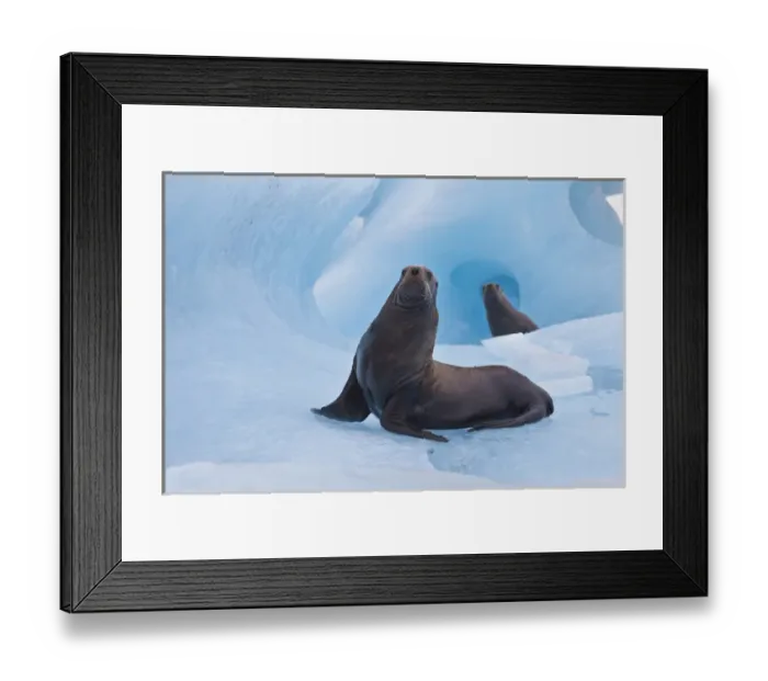 Framed Print : Prince William Sound, Alaska, a pair of playful stellar sea lions wrestle on a blue Framed Print : Prince William Sound, Alaska, a pair of playful stellar sea lions wrestle on a blue