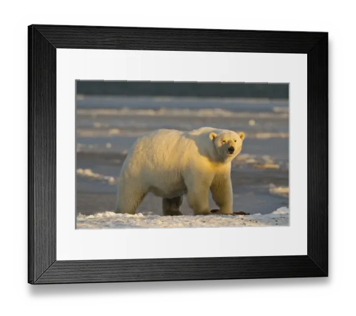 Framed Print : A female polar bear stands on a snow covered beach at sunset, on the coast of ANWR Framed Print : A female polar bear stands on a snow covered beach at sunset, on the coast of ANWR