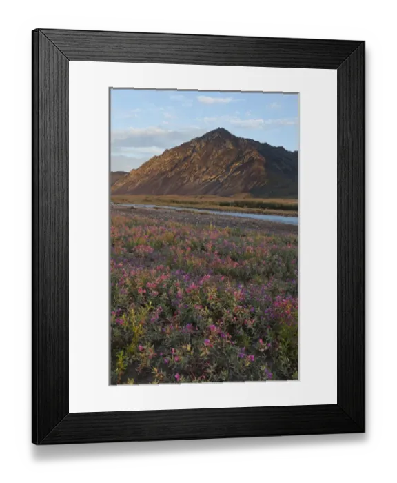 Framed Print : Dwarf fireweed is lit by sunset light at 2: 00 AM on a gravel bar in the Marsh Fork Framed Print : Dwarf fireweed is lit by sunset light at 2: 00 AM on a gravel bar in the Marsh Fork