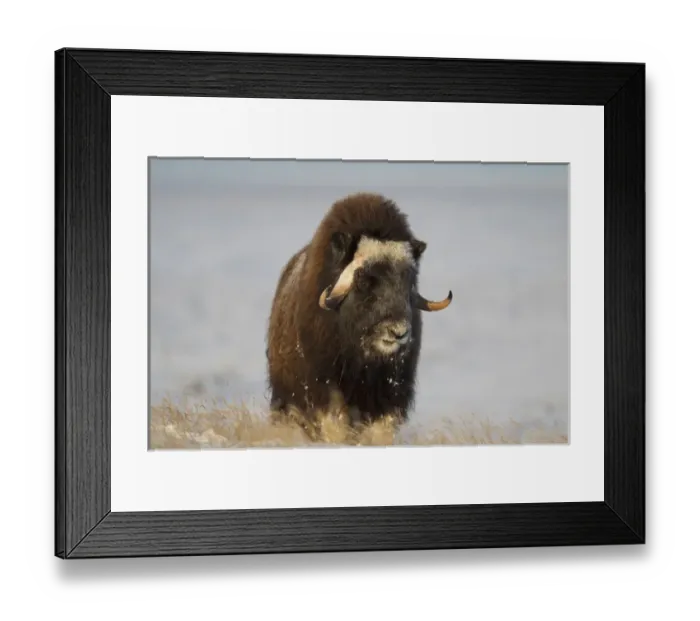 Framed Print : A lone muskox bull browses on sedges on the arctic tundra, ANWR, Alaska Framed Print : A lone muskox bull browses on sedges on the arctic tundra, ANWR, Alaska