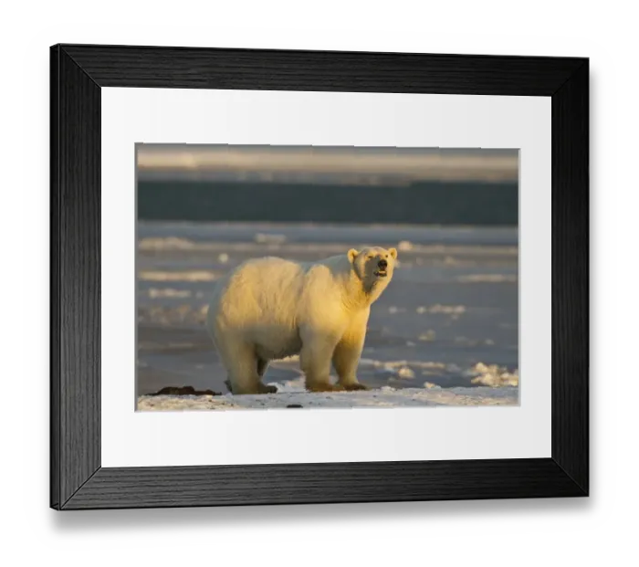 Framed Print : A female polar bear stands on a snow covered beach at sunset, on the coast of ANWR Framed Print : A female polar bear stands on a snow covered beach at sunset, on the coast of ANWR