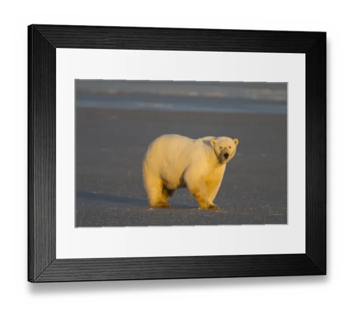 Framed Print : A polar bear walks across thin ice on the frozen surface of the Beaufort Sea on the coast of ANWR Framed Print : A polar bear walks across thin ice on the frozen surface of the Beaufort Sea on the coast of ANWR