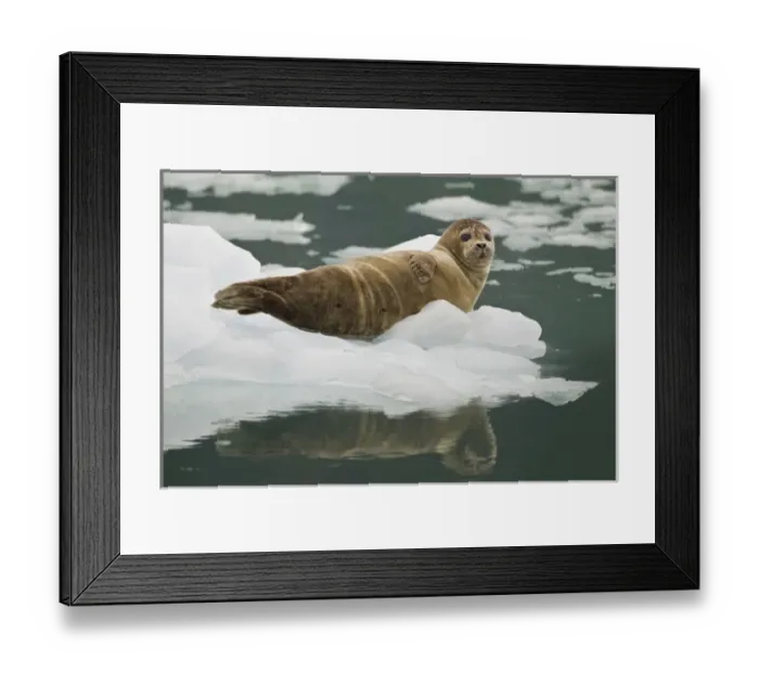 Framed Print : A harbor seal hauls out on an iceberg near the face of the Chenega Glacier to thermoregulate