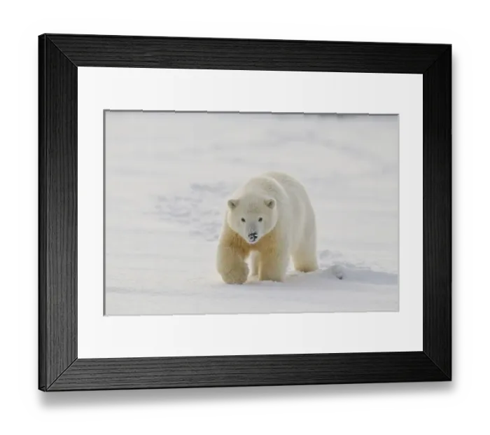 Framed Print : A yearling polar bear cub plays in the snow on the edge of the Beaufort Sea, in ANWR Framed Print : A yearling polar bear cub plays in the snow on the edge of the Beaufort Sea, in ANWR