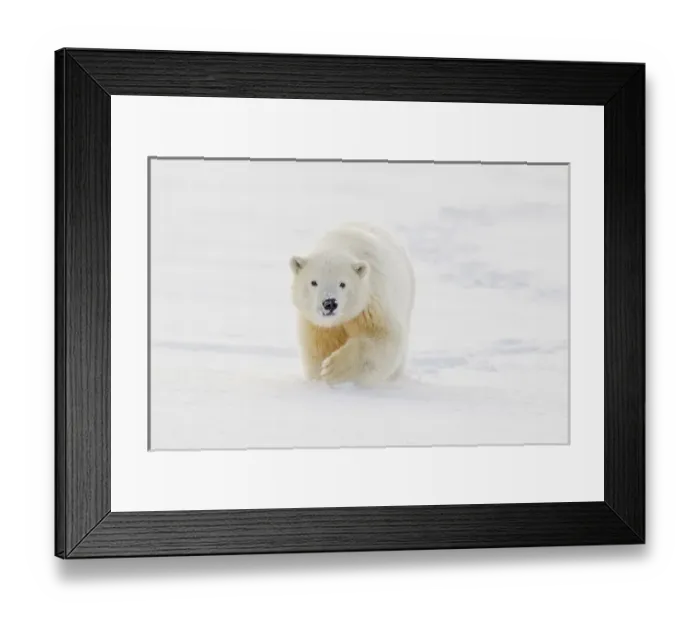 Framed Print : A yearling polar bear cub plays in the snow on the edge of the Beaufort Sea, in ANWR Framed Print : A yearling polar bear cub plays in the snow on the edge of the Beaufort Sea, in ANWR