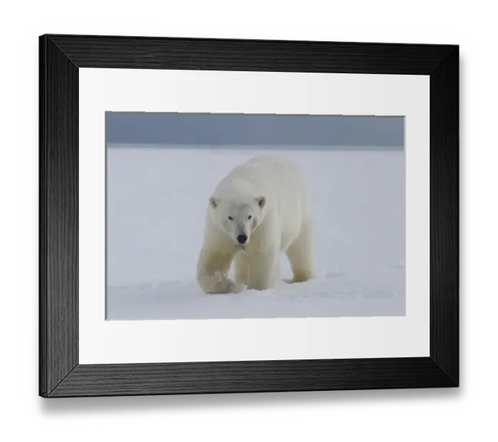 Framed Print : A female polar bear walks along the edge of the Beaufort Sea ice pack, in ANWR, Northern