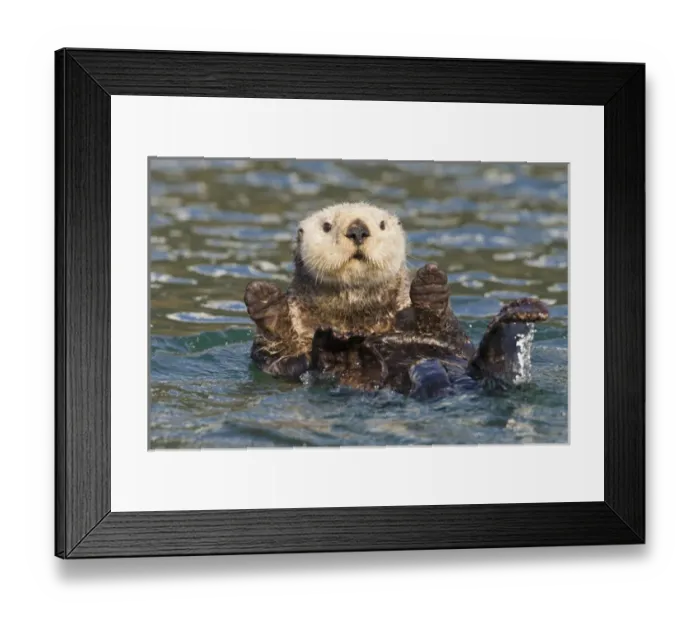 Framed Print : Hinchinbrook Island, Prince William Sound, Alaska, a female sea otter lounges in
