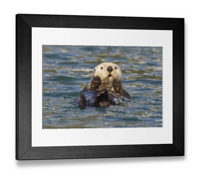 Framed Print : Hinchinbrook Island, Prince William Sound, Alaska, a female sea otter lounges in Framed Print : Hinchinbrook Island, Prince William Sound, Alaska, a female sea otter lounges in
